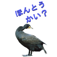 [LINEスタンプ] 江戸っ子な身近な鳥1-2ーBIG