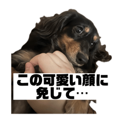 [LINEスタンプ] カニンヘンダックスフンドのカヌレです2
