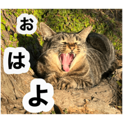 [LINEスタンプ] 猫好きの為のリアル猫使える日常