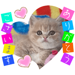 [LINEスタンプ] ねこまーち ふわふわクリーム