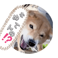 [LINEスタンプ] moca Shiba inu