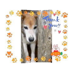 [LINEスタンプ] 幸運の犬猫スタンプ