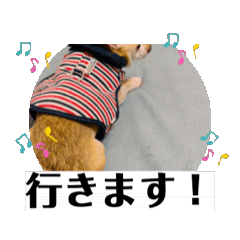 [LINEスタンプ] チワワの小太郎くん2の画像（メイン）