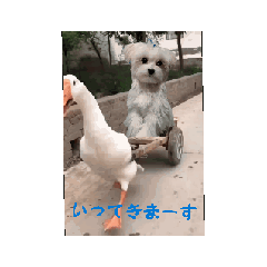 [LINEスタンプ] マルチーズのみーとん