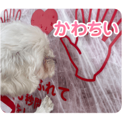 [LINEスタンプ] まるぷー 두부（トゥブ）②