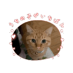 [LINEスタンプ] ちゃとら動画の画像（メイン）