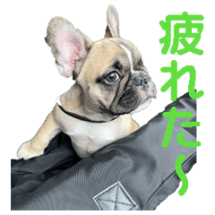 [LINEスタンプ] 子犬のフレンチブルドックのスタンプ