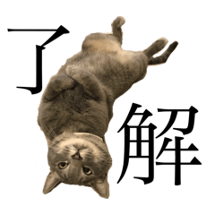 [LINEスタンプ] 飼い猫グミのいろんなポーズスタンプ