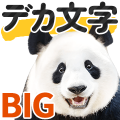 [LINEスタンプ] 【デカ文字BIG】パンダの日常会話スタンプ