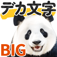 [LINEスタンプ] 【デカ文字BIG】パンダの日常会話スタンプの画像（メイン）