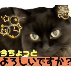 [LINEスタンプ] 黒猫 ルナ院長146にゃんめ