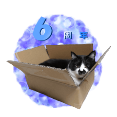 [LINEスタンプ] 木更津猫チョビすけ_06