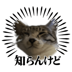 [LINEスタンプ] 飛ぶぜ！きゃろん！