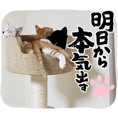 [LINEスタンプ] 日常で使える猫ちゃん＆子供写真の画像（メイン）