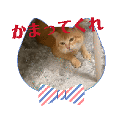 [LINEスタンプ] ふくたんの日常動画ver