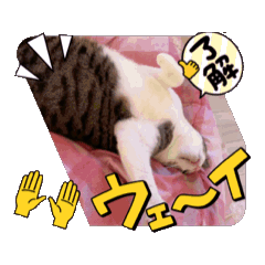 [LINEスタンプ] ネコ好きによるネコすたんぷの画像（メイン）