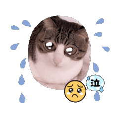 [LINEスタンプ] いろいろCATで作りました