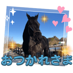 [LINEスタンプ] 黒い馬もクールだね❣️の画像（メイン）