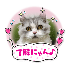 [LINEスタンプ] ねこ様スタンプ3