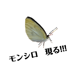 [LINEスタンプ] モンシロチョウのスタンプ