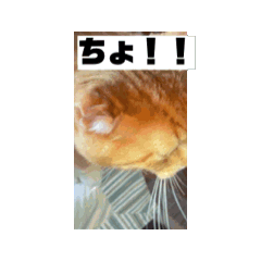 [LINEスタンプ] なんか使えるアニメーション猫