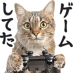 [LINEスタンプ] リアルな猫ミーム（お返事多め）