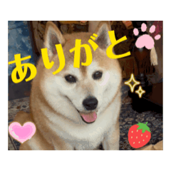 [LINEスタンプ] 柴犬サクラ其の漆