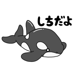 [LINEスタンプ] シャチのしちとしーちゃ