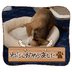 [LINEスタンプ] 志庵【ワンコ】