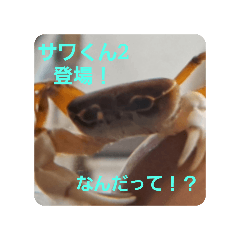 [LINEスタンプ] マイペースなサワガニのサワくんスタンプ2