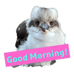 [LINEスタンプ] Kookaburra / ワライカワセミ