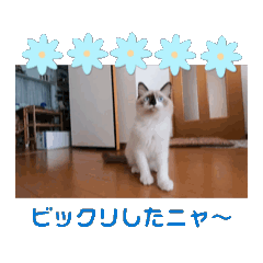 [LINEスタンプ] 動くらん丸スタンプ