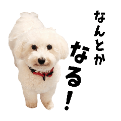 [LINEスタンプ] うちのいぬ our family - dog