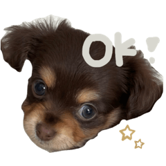 [LINEスタンプ] Cherie！！！！！