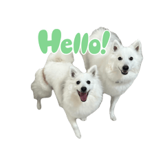 [LINEスタンプ] 日本スピッツさん。