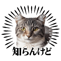 [LINEスタンプ] キジトラ猫(毎日使える)