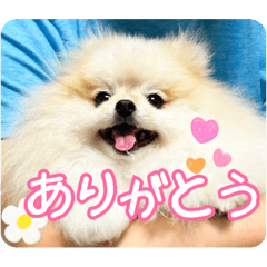 [LINEスタンプ] ポメラニアンのあらいさん【日常】