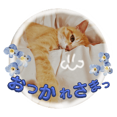 [LINEスタンプ] ふくたん日常スタンプ