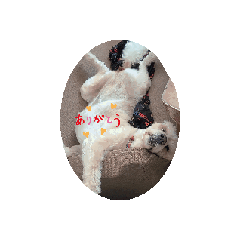 [LINEスタンプ] うちのこ(犬)2