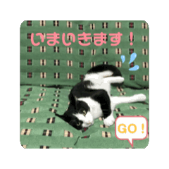 [LINEスタンプ] 動く‼️子猫わらびの日常すたんぷ