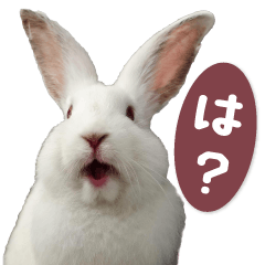 [LINEスタンプ] リアルうさたちの画像（メイン）