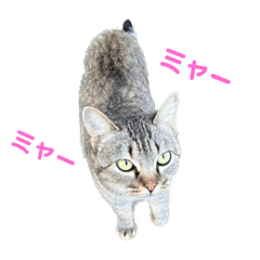 [LINEスタンプ] 野良猫ちゃんですよ