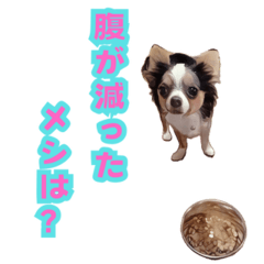 [LINEスタンプ] かわいい犬のワンちゃんスタンプか3