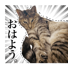 [LINEスタンプ] 麦わら猫のししゃも、ハチワレ猫のちょろぎ