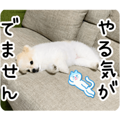 [LINEスタンプ] ポメラニアンのあらいさん【日常2】