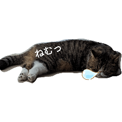 [LINEスタンプ] 毎日ゆったり過ごす猫②