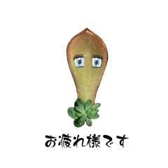 [LINEスタンプ] 多肉植物スタンプ3