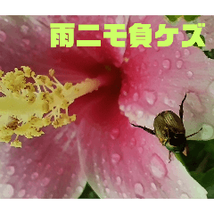 [LINEスタンプ] 沖縄の草花 小満芒種   の季節