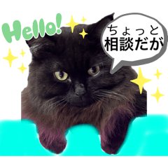 [LINEスタンプ] 黒猫 ルナ院長148にゃんめ