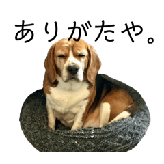 [LINEスタンプ] ビーグル犬女子。ビーグル好きな方へ捧ぐの画像（メイン）